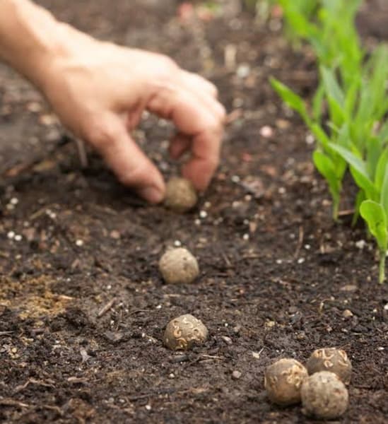 Love Bomb Wildflowers - Organic clay seed balls x 2