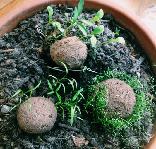 Love Bomb Wildflowers - Organic clay seed balls x 2
